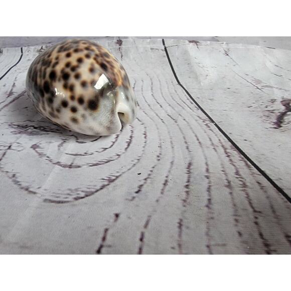 Tiger Cowrie Shell Cypraea Tigris Beach Crafts Ocean Decor 2.5 Inches - Picture 3 of 6